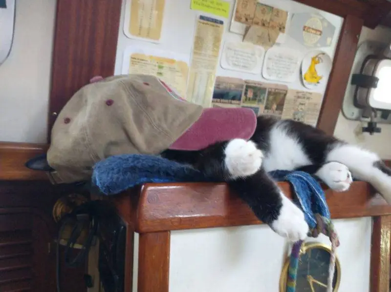 Tux chilling on the boat