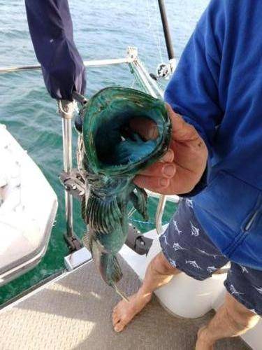Green Lingcod