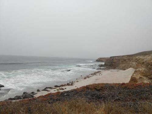Sea Lions and Elephant Seals