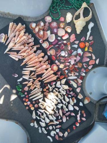 Shell Haul