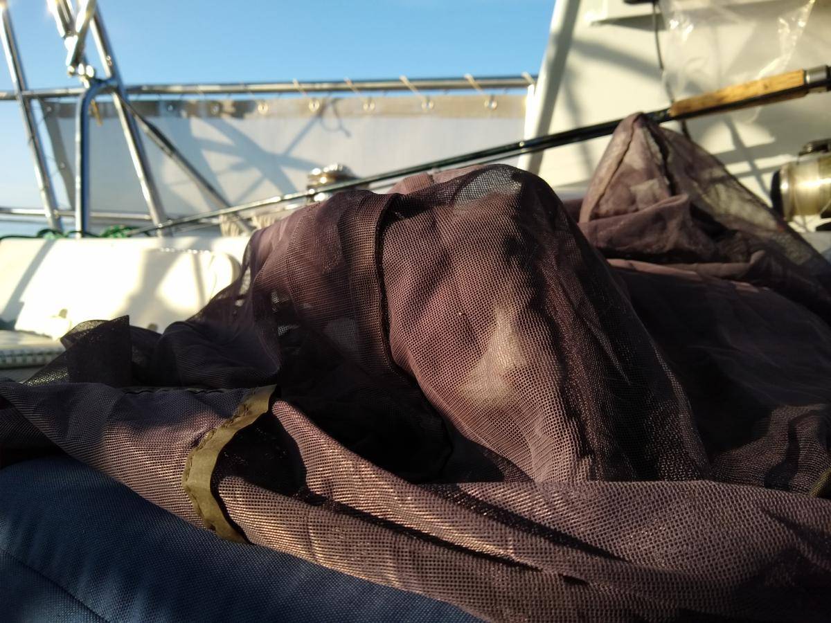 That's Tux under the netting