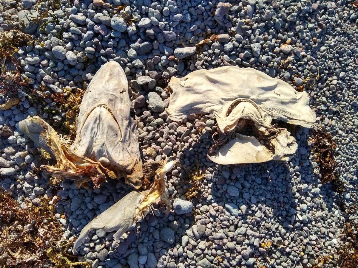 Candeleros Chico Beach